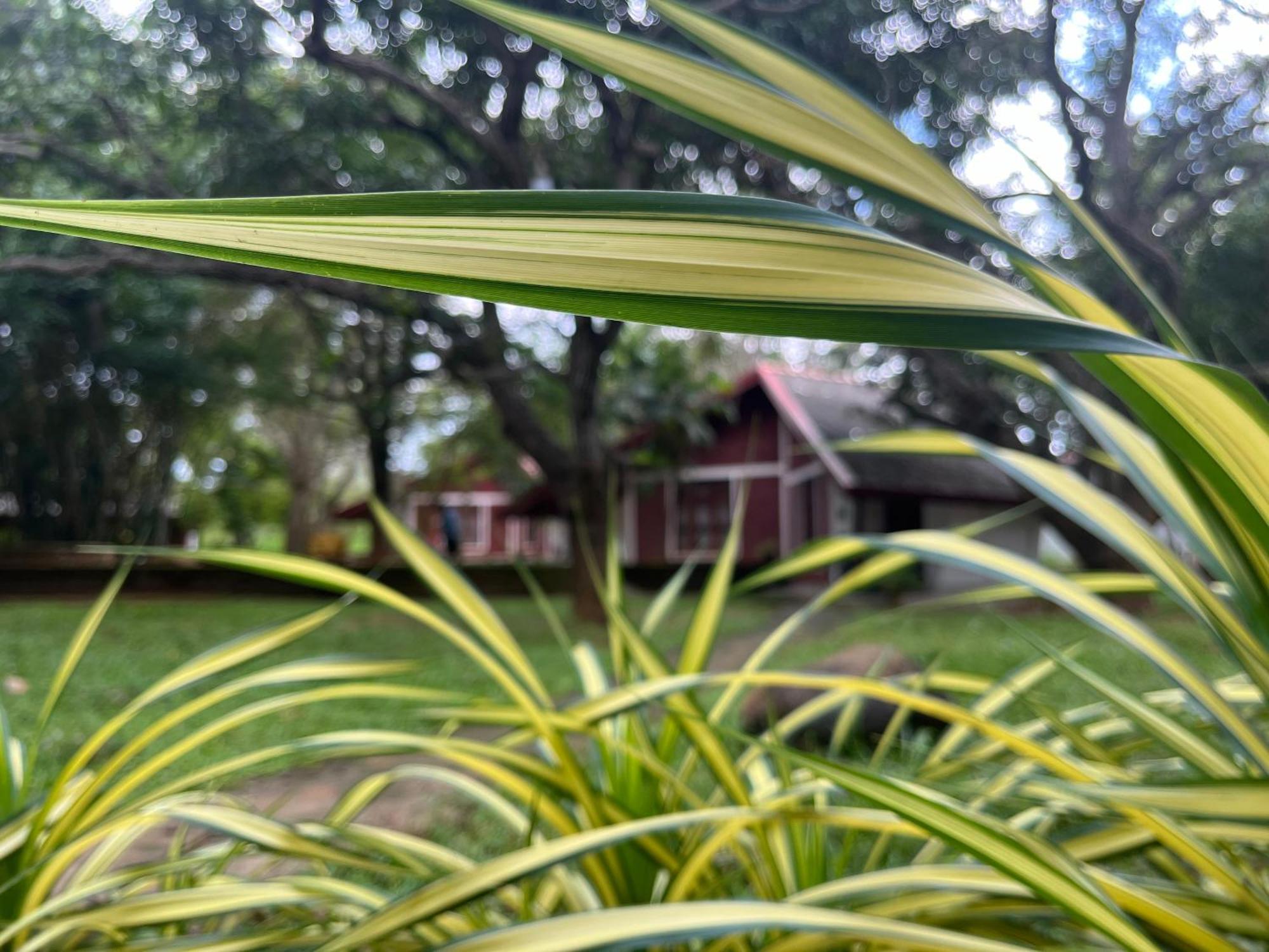 Royal Green Garden - Puttalam Buitenkant foto